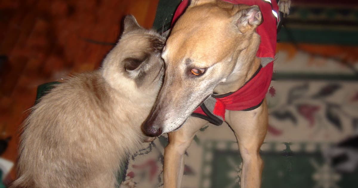 Are You a Cat Person or a Dog Person? quiz cover