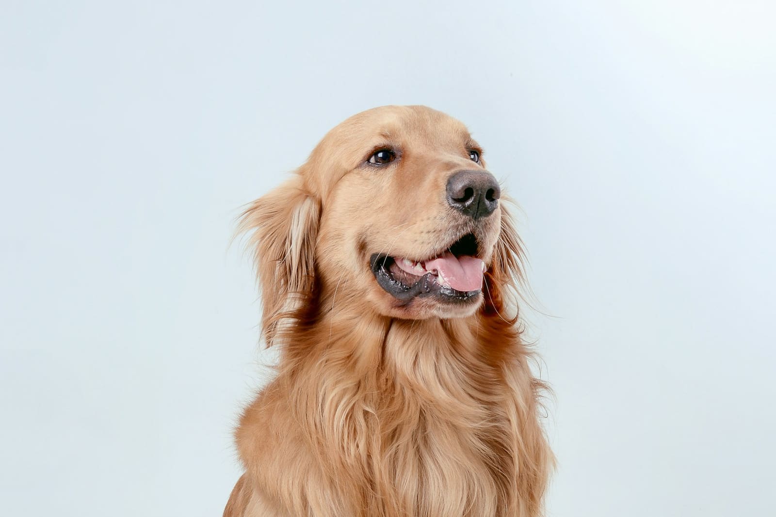 Which Dog Breed Matches Your Personality? A Fun Guide article cover