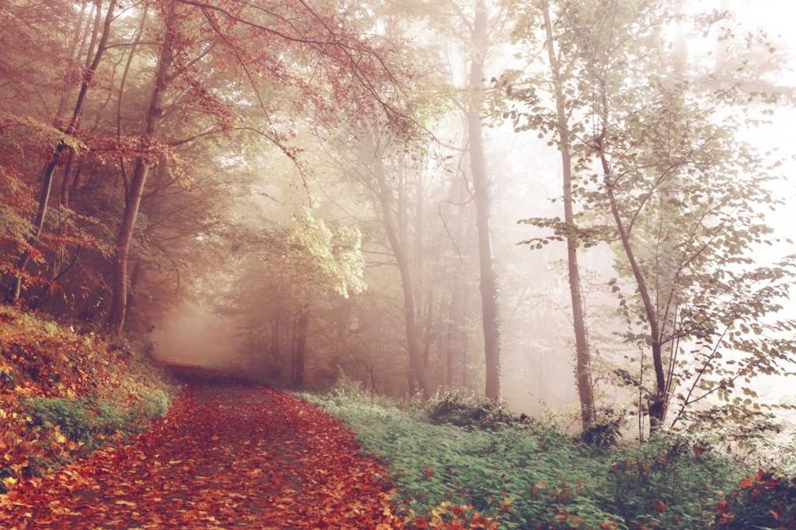 The Autumn Knowledge Quiz quiz cover